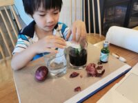 (Online session) Weekend Botany Camp- Become a Jr Botanist🌻 for 5 to 9yo - Image 5