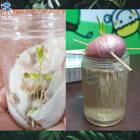 (Online session) Weekend Botany Camp- Become a Jr Botanist🌻 for 5 to 9yo - Image 8