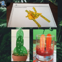 (Online session) Weekend Botany Camp- Become a Jr Botanist🌻 for 5 to 9yo - Image 3